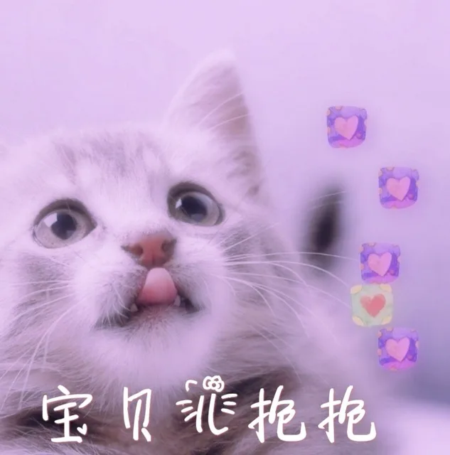 宝贝儿抱抱（猫咪）