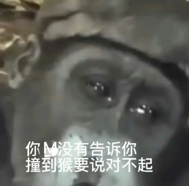 你没有告诉你撞到猴要说对不起（你没有告诉你撞到猴要说对不起）