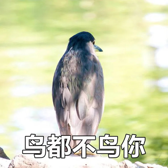 鸟都不鸟你（鸟都不鸟你）