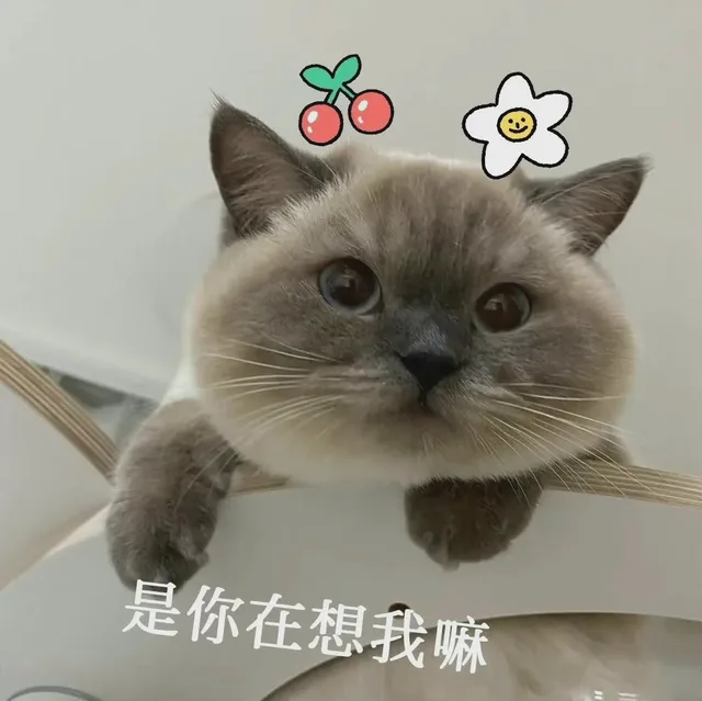 是你在想我嘛