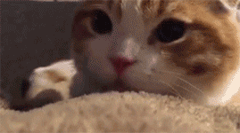 猫咪期待的小眼神