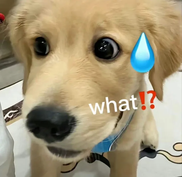 what?（what?）