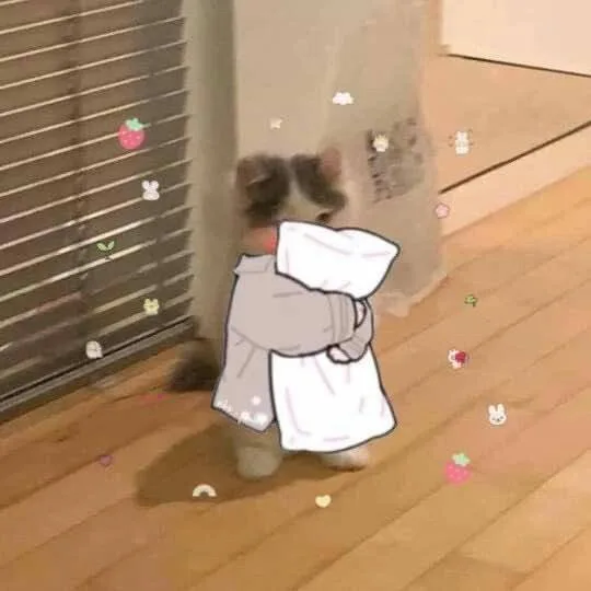 猫猫抱被子（猫猫抱被子）