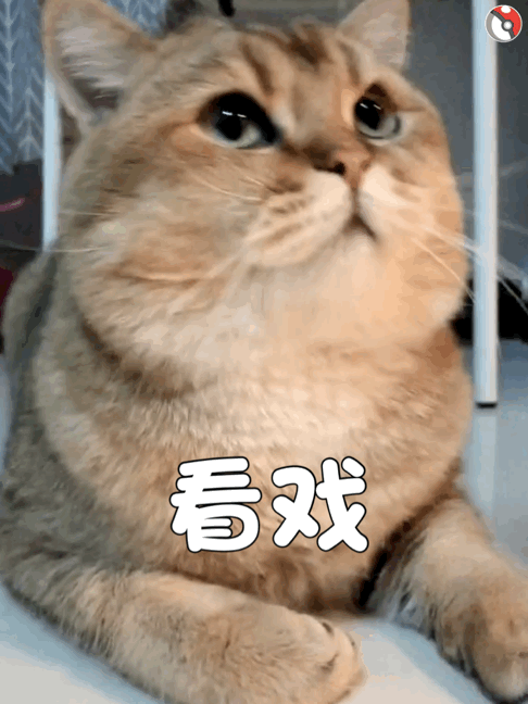 猫咪看戏