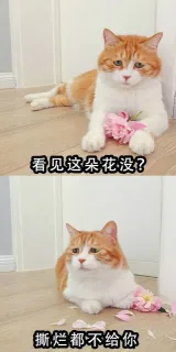 看见这朵花没？撕烂都不给你