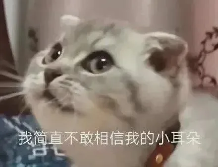 我简直不敢相信我的小耳朵dL（我简直不敢相信我的小耳朵dL）
