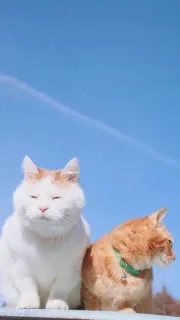猫咪壁纸