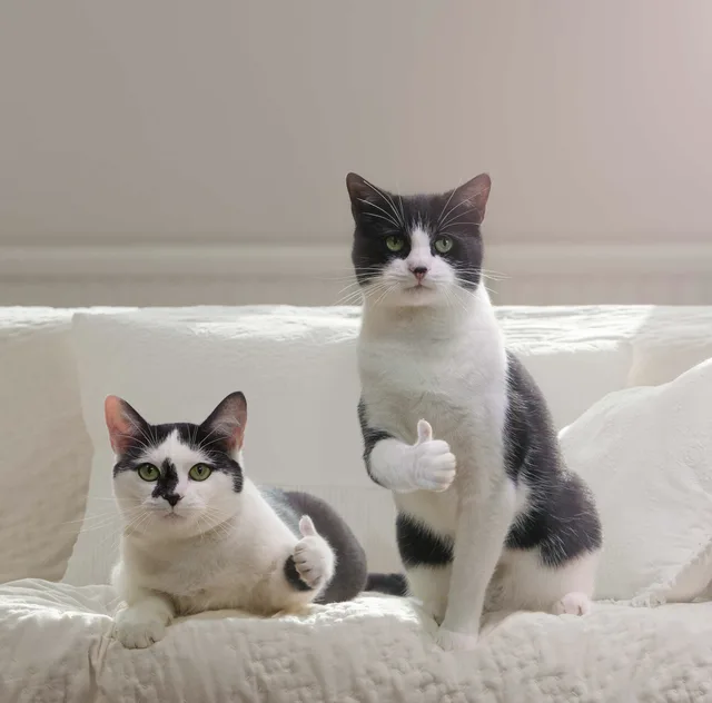 猫咪竖起了大拇指，老哥稳！我猫星人兄弟两给你点赞（猫咪竖起了大拇指，老哥稳！我猫星人兄弟两给你点赞）