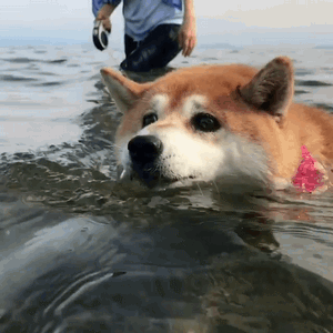 柴犬小花游泳动图