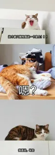 这个家只有我这一个皇上！！！嗯？我是说，早安
