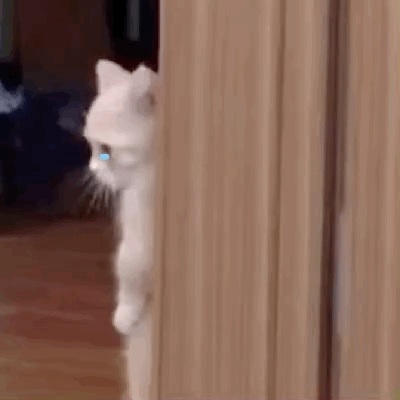 (我没事 猫咪流眼泪表情包)（(我没事 猫咪流眼泪表情包)）