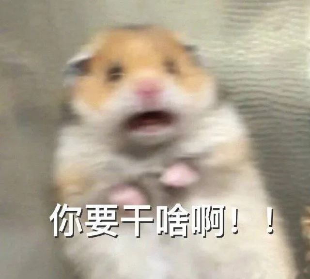 一波仓鼠的表情包_仓鼠