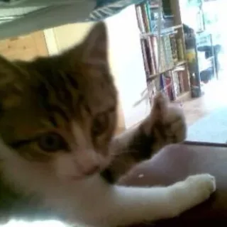 猫猫为你竖起大拇指点赞_猫咪_大拇指表情包