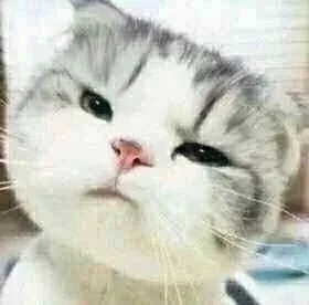 小猫咪歪头杀（小猫咪歪头杀）