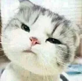 小猫咪歪头杀