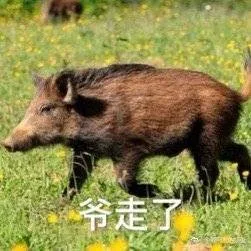 野猪表情包系列表情包