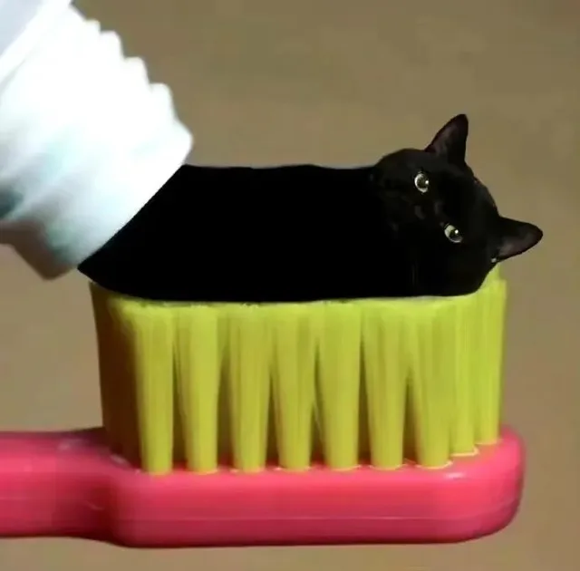 猫咪牙膏表情包（猫咪牙膏表情包）