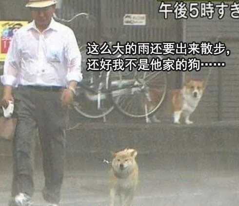 这么大的雨还要出来散步，还好我不是他家的狗