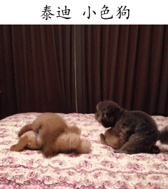 泰迪 小色狗 小马达（泰迪 小色狗 小马达）