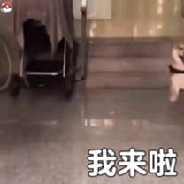 猫咪柴犬表情包（cr: 宇宙饼饼oba）
