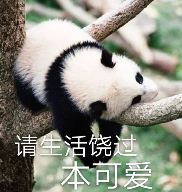 圆滚滚熊猫表情包_大熊猫