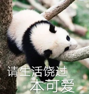 圆滚滚熊猫表情包_大熊猫表情包