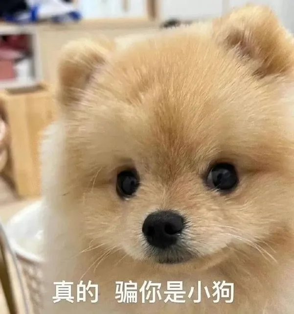 真的骗你是小狗（真的骗你是小狗）