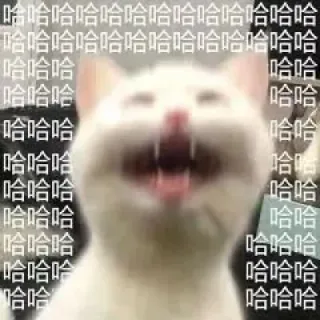 哈哈哈哈哈哈哈哈哈哈哈哈哈哈邻哈哈哈哈哈哈哈哈哈合合合合合合合合合哈哈哈哈哈哈哈哈哈哈哈哈哈哈哈哈哈哈哈哈哈哈合哈哈哈哈哈哈哈哈哈哈哈哈哈哈哈哈哈哈哈哈哈哈哈npaK会合郃哈哈哈哈K/哈哈哈(猫猫表情包)