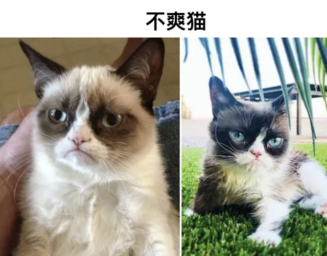 不爽猫