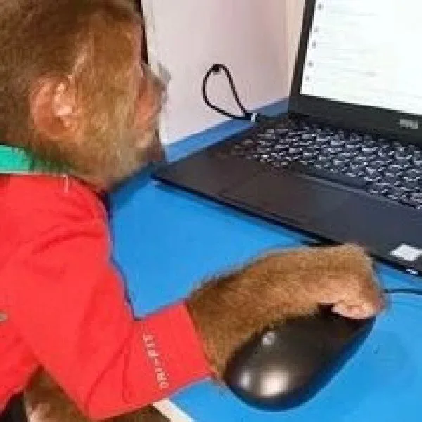 （吗喽打工猴）