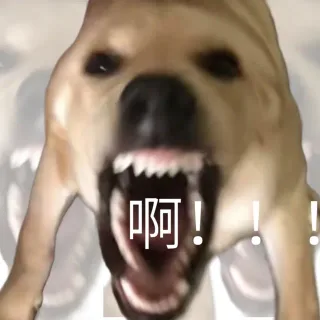 奇怪猫猫狗狗表情包