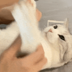 猫猫动图表情包（猫猫动图表情包）