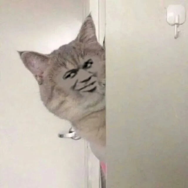 变脸猫暗中观察（变脸猫暗中观察）