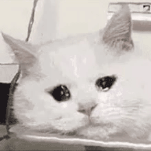 流泪猫咪动图