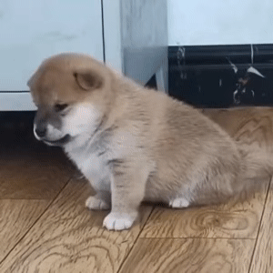 狗狗生气 GIF 动图表情包（狗狗生气 GIF 动图表情包）