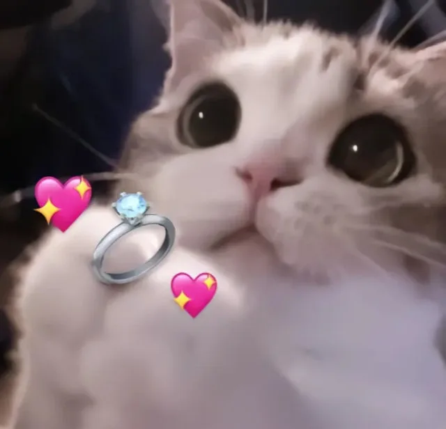 结婚猫猫表情包（结婚猫猫表情包）