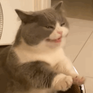 猫咪呕吐表情包（猫咪呕吐表情包）