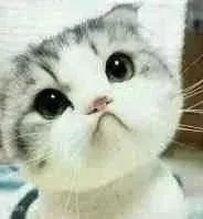 小猫咪歪头杀（小猫咪歪头杀）