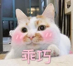 别人家的喵系列_猫咪