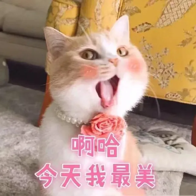 啊哈今天我最美（猫咪表情包）
