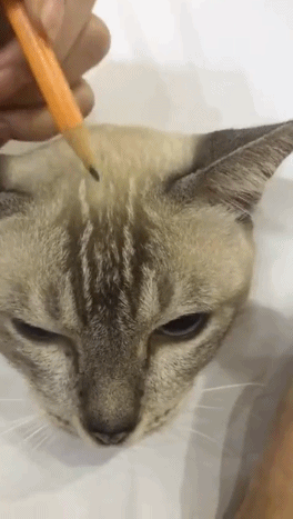 猫咪素描