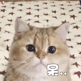 呆（猫咪动态表情包）（呆（猫咪动态表情包））