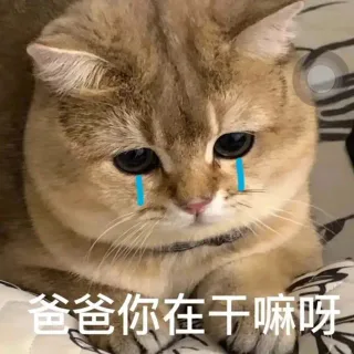 爸爸你在干嘛呀