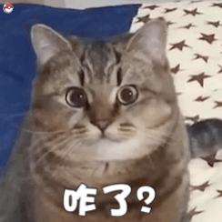 咋了（猫咪动态表情包）（咋了（猫咪动态表情包））