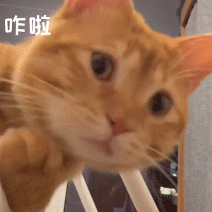 咋啦(咋啦 猫猫表情包)（咋啦(咋啦 猫猫表情包)）