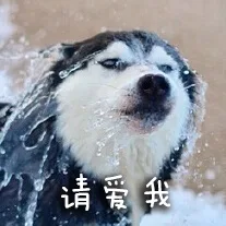 请爱我（请爱我）