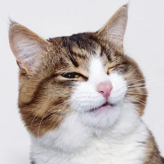 高清猫咪头像