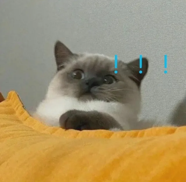 煤老板暹罗猫