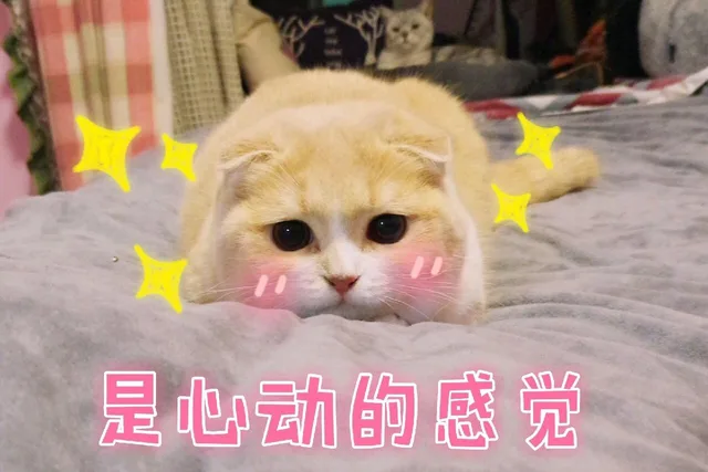 是心动的感觉（是心动的感觉）