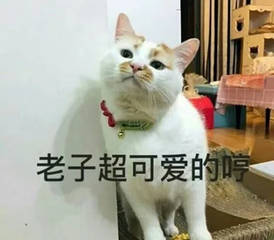 老子超可爱的